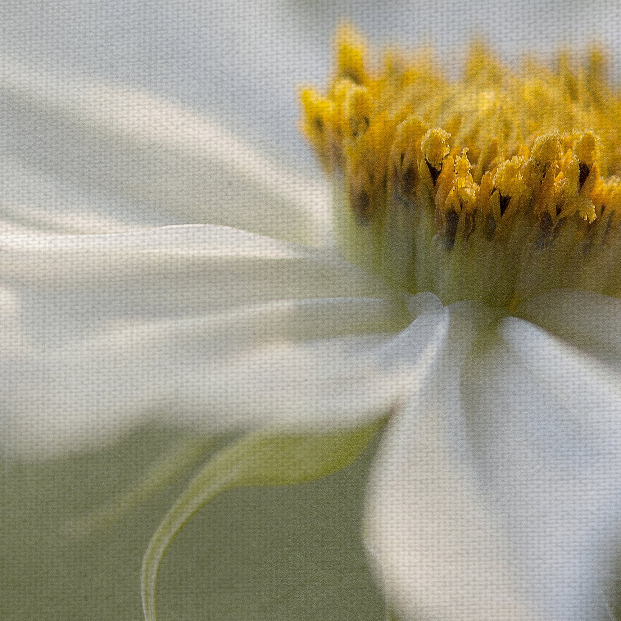 Masterpiece Art Gallery Whisper Of Daisies By Mandy Disher Canvas Art Print 22" x 28"