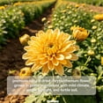 thumbnail image 5 of RitualBoxy Dried Chrysanthemum Tea 100g – Whole Flower Herbal Tea– Premium Chinese Tai Ju Chrysanthemum – Non-GMO, Caffeine-Free, Loose Flower for Hot or Iced Brewing, 5 of 7
