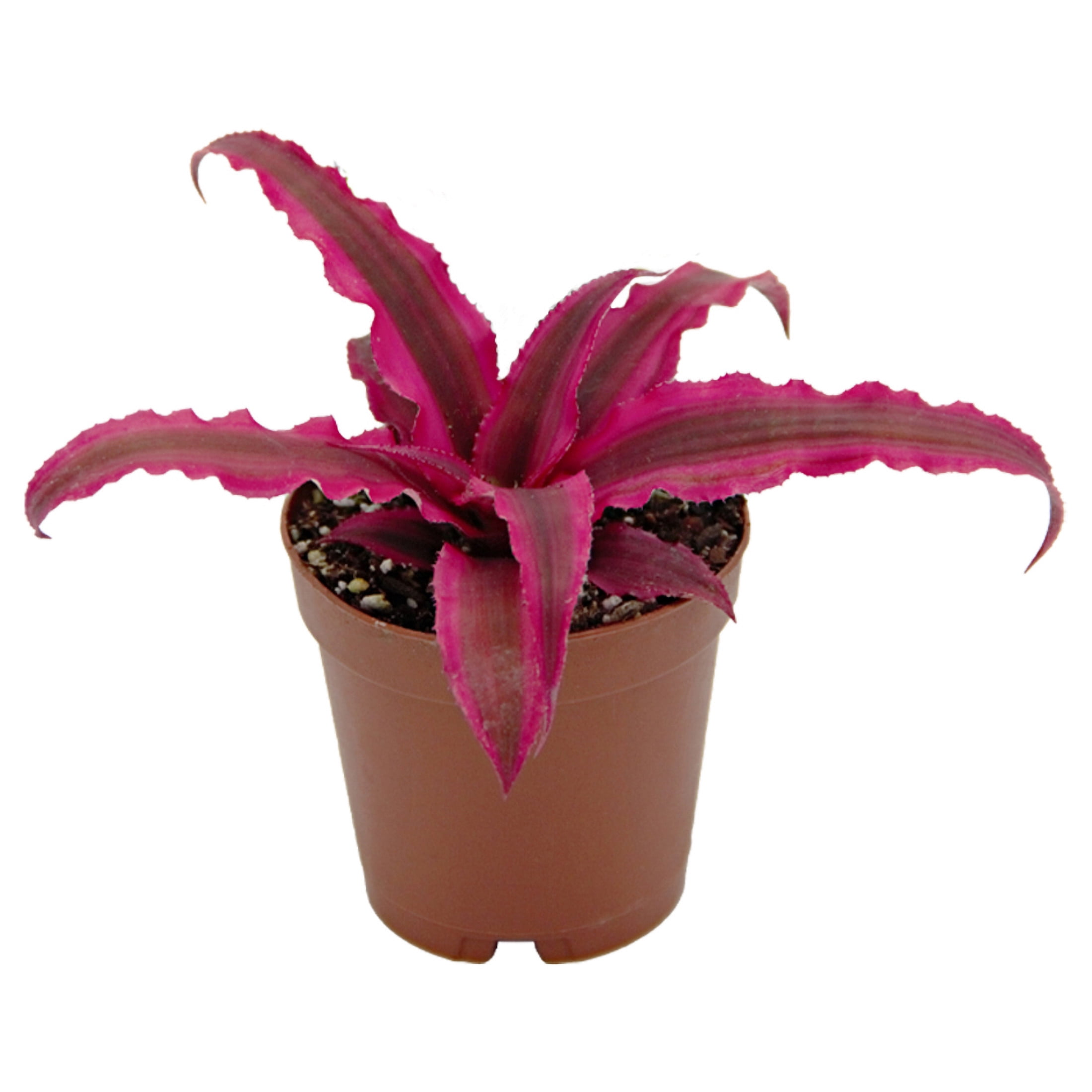 ReptiCulture Assorted Cyptanthus Tropical 2" Pot 3 pk
