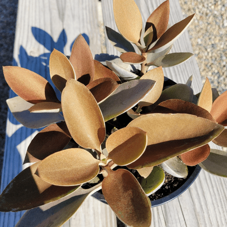 Kalanchoe Orgyalis ‘Copper Spoons’ Succulent Live Plant 4" Bare Roots for Garden Decor