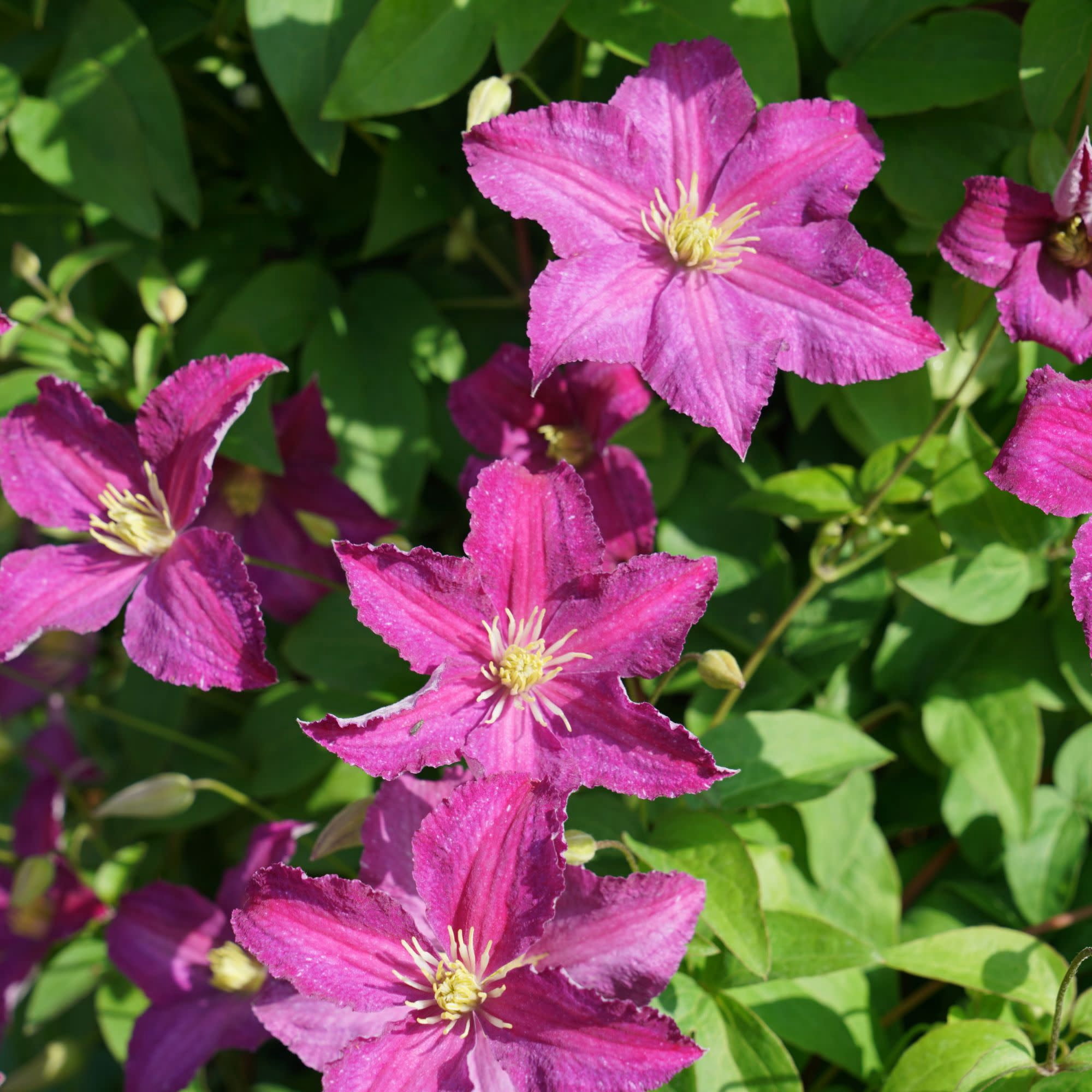 Proven Winners ColorChoice 5" Purple Jolly Good Clematis Live Plant in 4.5" Pot (4 Count)