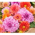 thumbnail image 4 of TomorrowSeeds - Dahlia Flowered Mix Zinnia Seeds - 3000+ Count - For 2026 Planting Zinnia Elegans, 4 of 6