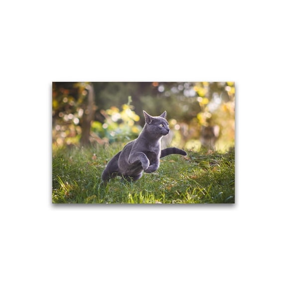 Russian Blue Cat Outdoors  Poster -Image by Shutterstock