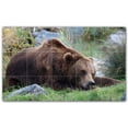 thumbnail image 1 of Picture-Tiles.com: Bear Ceramic Tile Wall Mural WAL500124-53XL. 60"W x 36"H using (15) 12" x 12" Ceramic Tiles-Satin Finish, 1 of 3