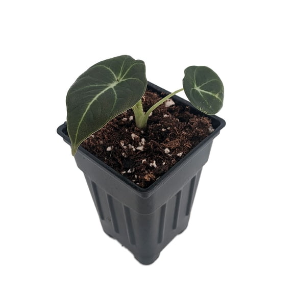 Black Velvet Dwarf Alocasia Plant - Houseplant - 2.5" Pot