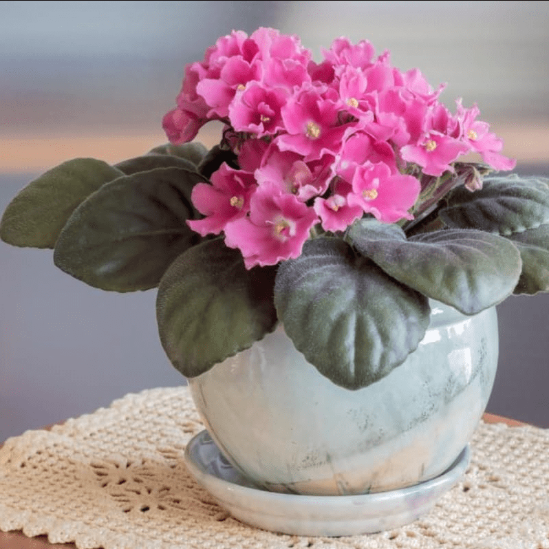 Light Pink Africa Violets Live Plant for Planting Indoor Outdoor, Light Pink Blooming Violet, Africa Violet Flowers, 4 Inch Pot