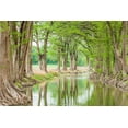 thumbnail image 2 of Wilson, Emily M. 24x17 White Modern Wood Framed Museum Art Print Titled - Waring-Texas-USA-Trees along the Guadalupe River in the Texas Hill Country, 2 of 4