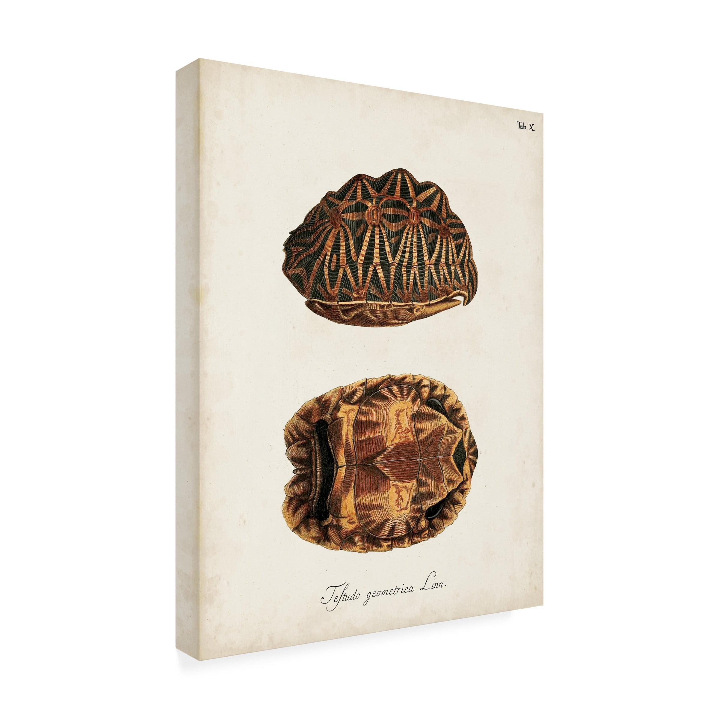 Unknown 'Antique Turtles & Shells I' Canvas Art