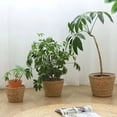 thumbnail image 4 of 8 Inch Round Handmade Natural Woven Plant Basket, Straw Woven Floor Flower Pot, Decorative Planter Container For Indoor Outdoor Green Plants For Home Living Room Office Balcony--, 4 of 8
