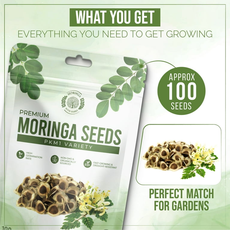 Moringa Seeds 100 Count - 95% Germination Rate - Pkm1 Variety