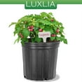 thumbnail image 3 of LUXLIA 200 X Plant Labels (Waterproof & UV Resistant) White T-Type Garden KW09, 3 of 5