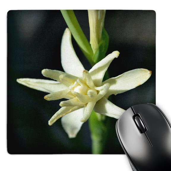 3dRose, Beautiful white Hawaiian Ginger flower, MousePad
