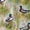 Color 4, variant on Peel and Stick Wallpaper Soft Watercolor Mallard Ducks Peaceful Wetland Wild Grass Wall Mural 17.7in x 9.8ft Self Adhesive Removable Wall Paper Renter Friendly Wallpaper for Farmhouse Bedroom