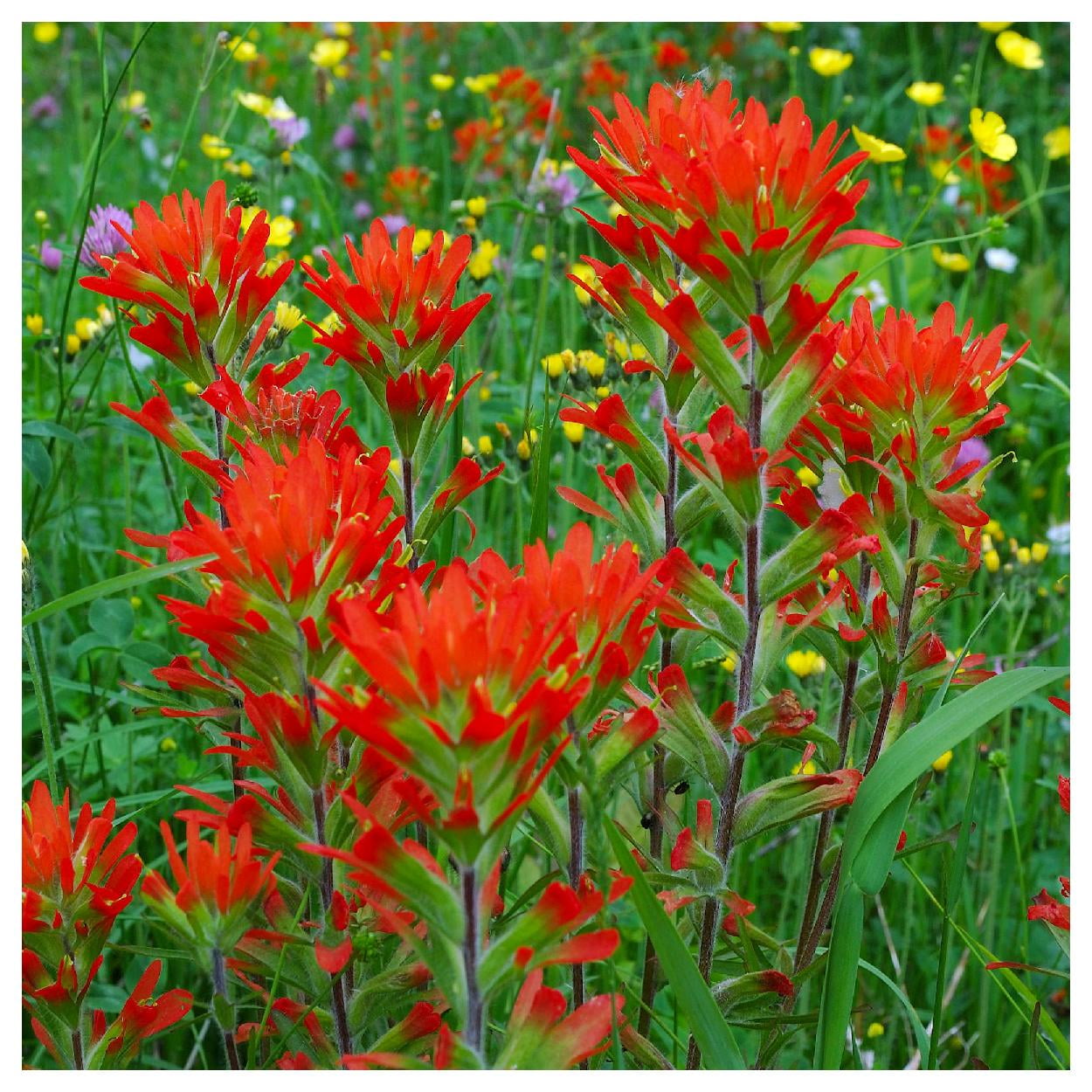 Everwilde Farms 1 lb Indian Paintbrush Native Wildflower Seeds Gold