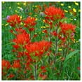 thumbnail image 1 of Everwilde Farms - 1/4 lb Indian Paintbrush Native Wildflower Seeds - Gold Vault Bulk Seed Packet, 1 of 2