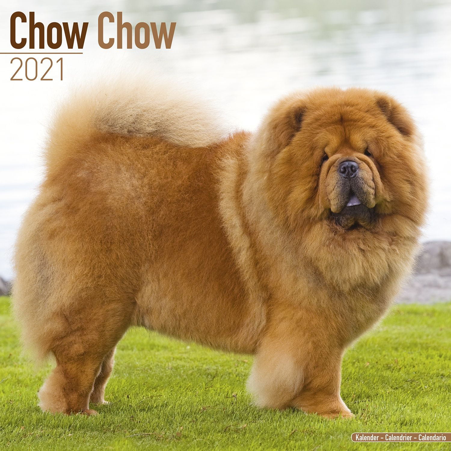 Chow Chows Premium Wall Calendar 2021 