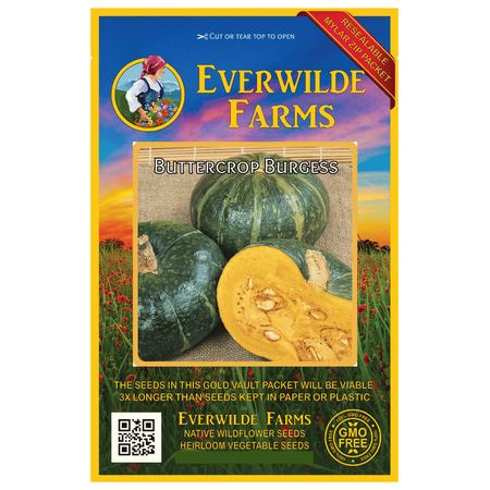 Burgess Seed And Plant Co Everwilde Farms - 40 Buttercrop Burgess Winter Squash Seeds - Gold Vault Jumbo Bulk Seed Packet ()