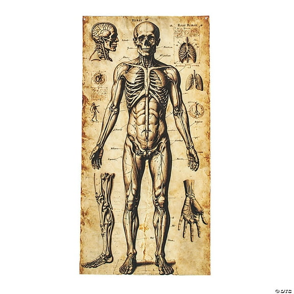 Morris Costumes ATC00169 6 ft. 6.75 in. Human Anatomy Drawings Door Curtain Halloween Decoration
