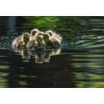 thumbnail image 2 of Tian, Xiaobing 32x24 White Modern Wood Framed Museum Art Print Titled - Cute Baby Canada Geese, 2 of 4