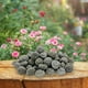 thumbnail image 5 of Piedras decorativas de resina Marrón claro Manchas blancas multicolor | 20 piezas | Pavimento hortícola para jardineras de suculentas, jardinería en patios, terrarios, piedras de acento para, 5 of 9