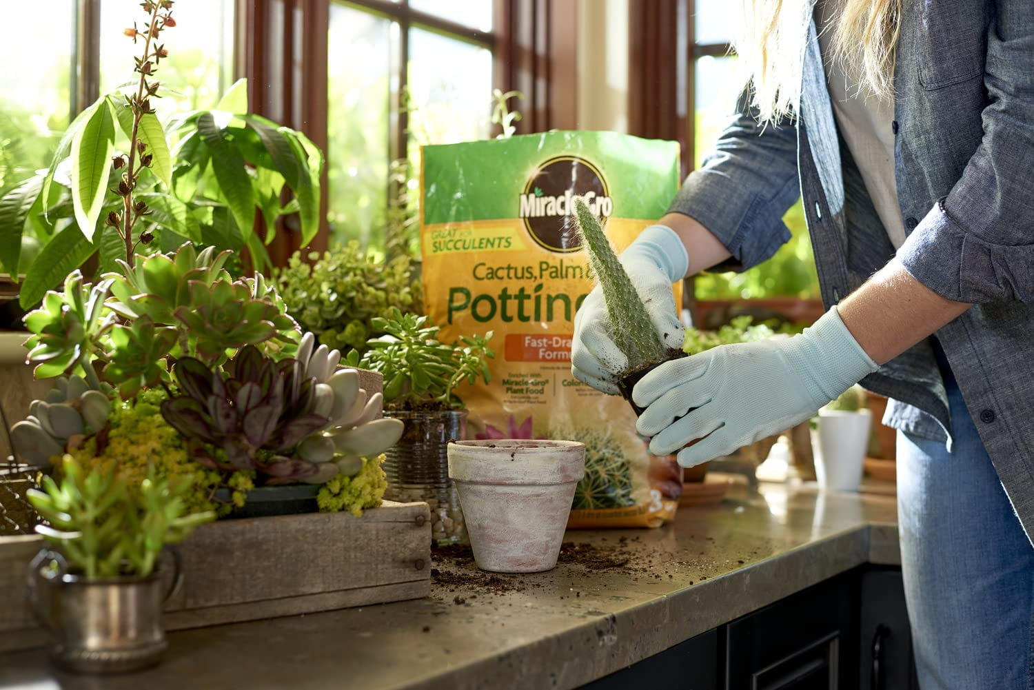 Miracle-Gro Cactus, Palm & Citrus Soil - For Containers , Added Fertilizer Feeds for 6 Months, 8 QT. 1-Pack