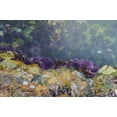 thumbnail image 2 of Miller, Anna 32x23 Black Ornate Wood Framed with Double Matting Museum Art Print Titled - Purple Sea Urchins-Point Lobos State Natural Reserve-California-USA, 2 of 4