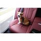 thumbnail image 5 of Arnés para perros NQ con reposacabezas ajustable 51-63 cm bungee clip giratorio, 5 of 5