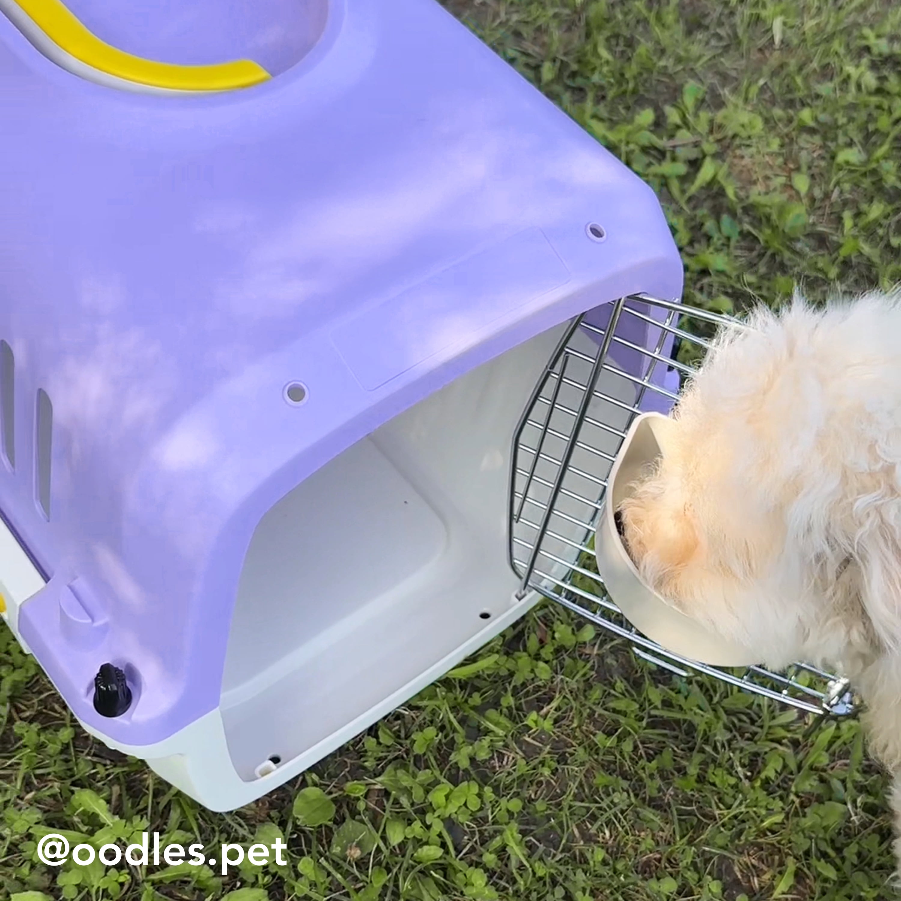 Oodles 20" Plastic Travel Pet Kennel, with Clip On Bowl, Purple