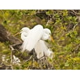 thumbnail image 2 of Rotenberg, Nancy 24x19 Black Ornate Wood Framed with Double Matting Museum Art Print Titled - Great Egret, nesting, 2 of 4