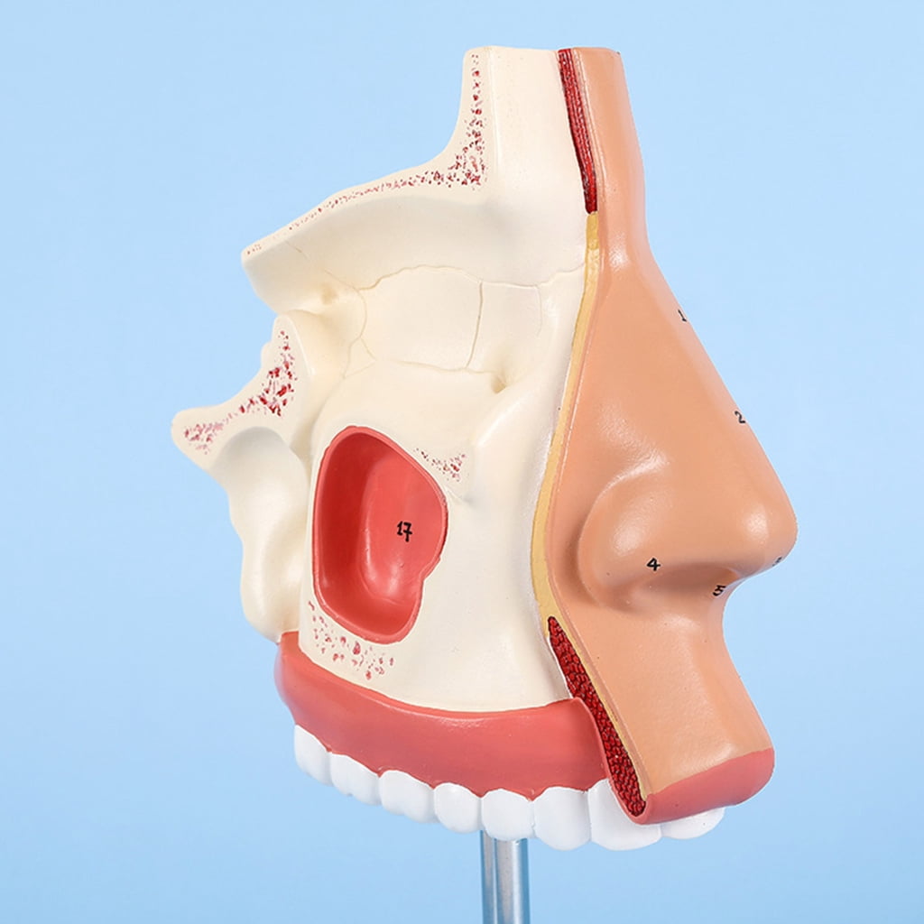 Anatomical Nasal Cavity Model Life Size Nasal Anatomy Model Model