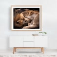 thumbnail image 4 of The Lions - Photography Wildlife Animal Nature Portrait Oak Framed Wall Art Print 9 x 12 inches, 4 of 5