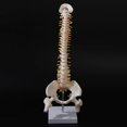 thumbnail image 2 of 45cm Flexible 1:1 Adulte Modèle de Colonne Lombaire Pliable Modèle de Squelette Humain avec Disque Spinal Modèle de Bassin, 2 of 5
