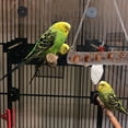 thumbnail image 2 of Toyvian Parrot Standing Stick 1Set Wood Brown for Birds in Pet Owners Cage, 2 of 8