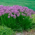 thumbnail image 4 of Allium Millenium, Millenium, Ornamental Onion - Pot Size: 3.5" - Flowers, 4 of 8