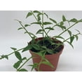 thumbnail image 6 of BubbleBlooms Luxurious Hoya Bella AFF. Lancifolia- Thriving 4 inch Potted Eleganct Plant, 6 of 8