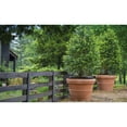 thumbnail image 3 of Crescent Garden (#BC2614SC34) Turin Planter, Terra Cotta 14", 3 of 3