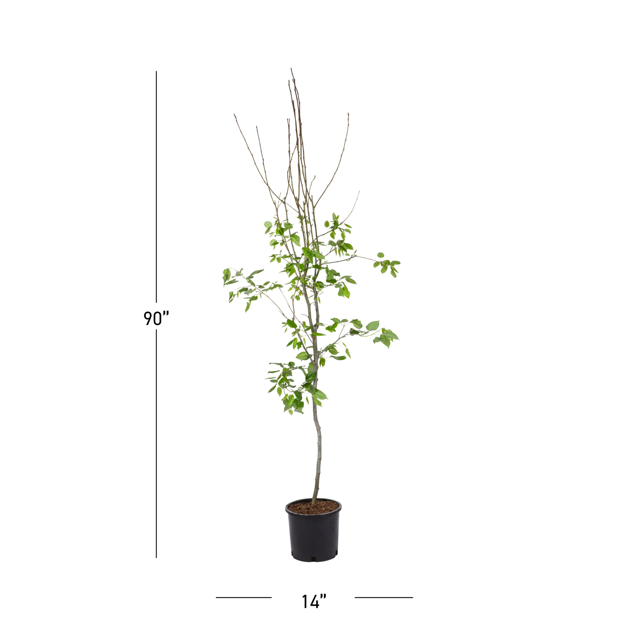 Expert Gardener Bartlett Pear Live Tree in 3.75-Gallon Grower Pot