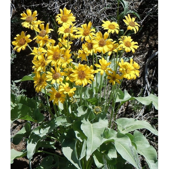 Earthcare Seeds - Arrowleaf Balsamroot 125 Seeds (Balsamorhiza Sagittata) Heirloom - Open Pollinated