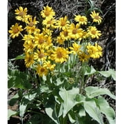 Earthcare Seeds - Arrowleaf Balsamroot 125 Seeds (Balsamorhiza Sagittata) Heirloom - Open Pollinated