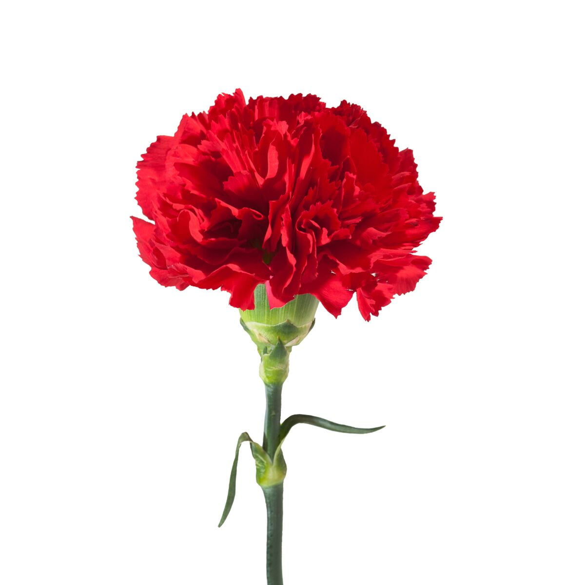 Red Carnations Fresh Cut 100 Stems
