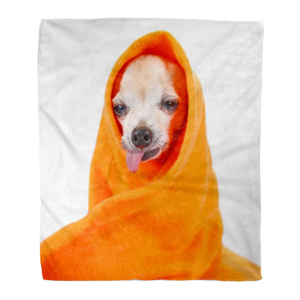 Chihuahua blanket sale