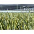 thumbnail image 4 of Nature's Way Farms Sansevieria Laurentii Live Plant (25-30 inches tall) in growers pot, 4 of 5