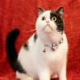 thumbnail image 4 of HLONK Collier pour Chat avec Clochette Nœud Papillon Boucle de Sécurité Chaton Chiot 7-11 Po Mobile Réglable, 4 of 5