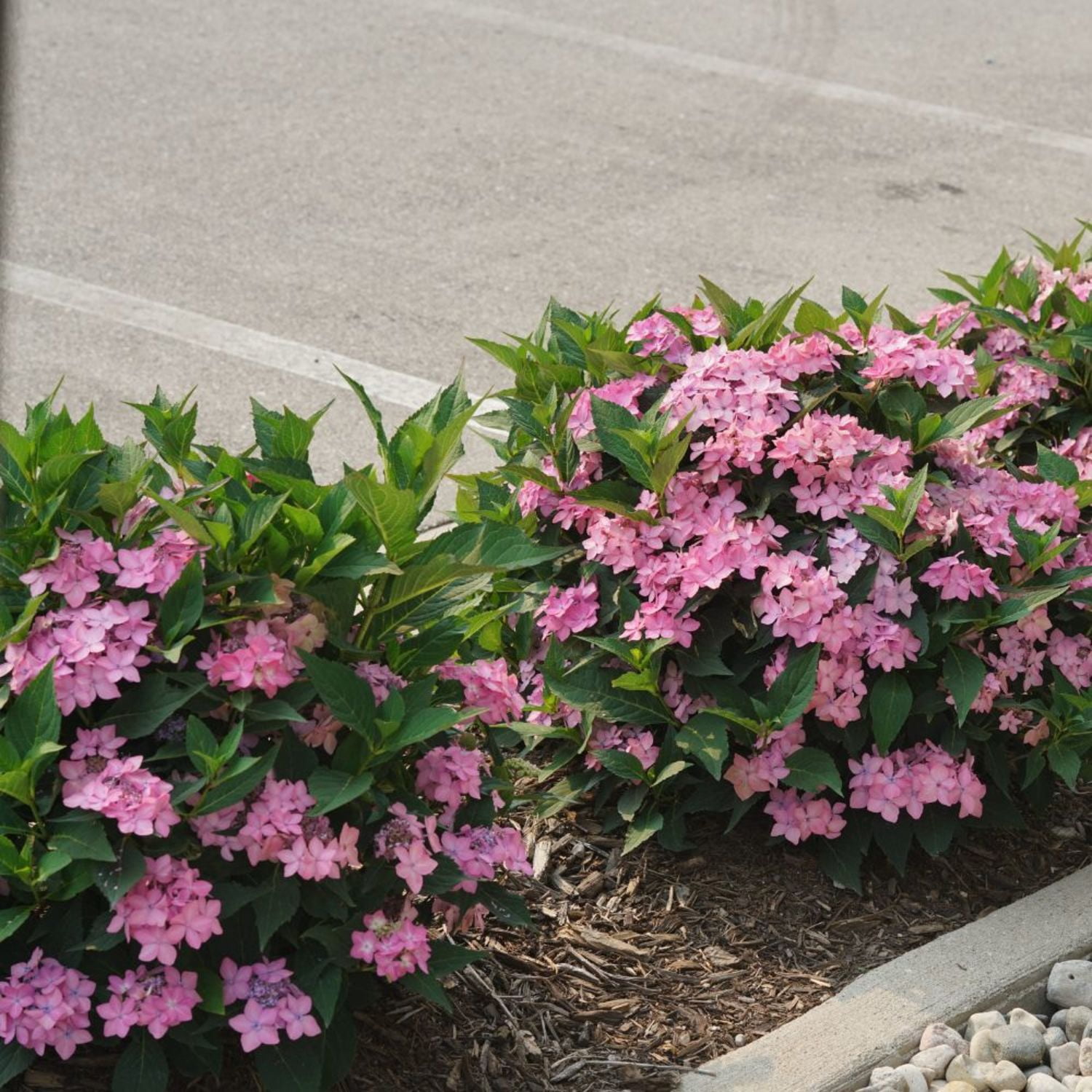 Proven Winners ColorChoice 6" Multicolor Let's Dance Can Do! Reblooming Hydrangea Live Plant in 7.5" Pot