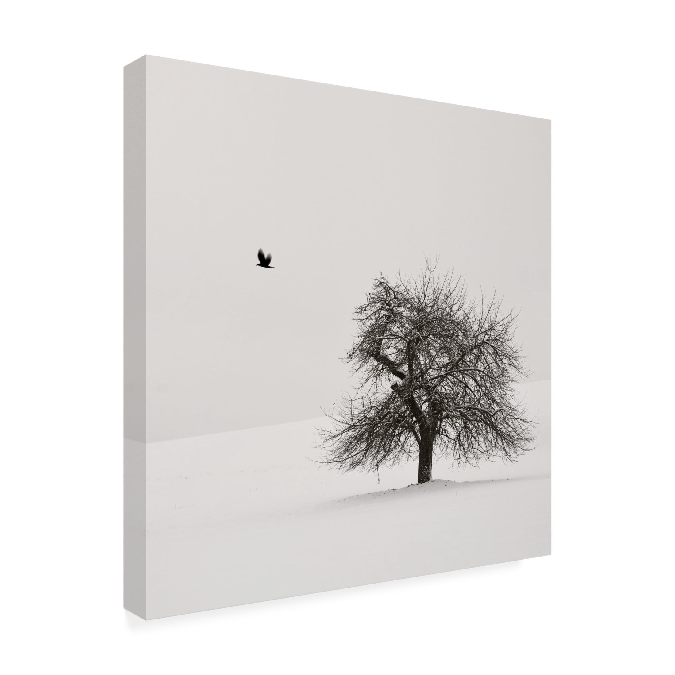 Trademark Fine Art Lena Weisbek Old Cherry Tree Canvas Wall Art