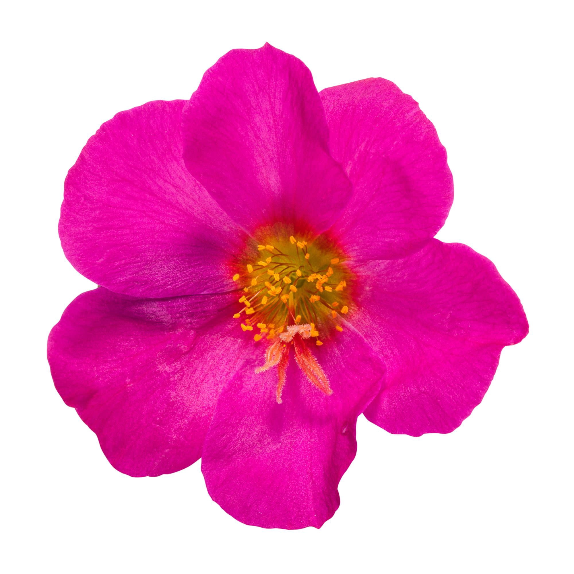 Proven Winners 4" Pink Mojave Fuchsia Purslane Live Plant in 4.25" Pot (4 Count)