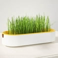 Pet Supplies Cat Growing Hydroponic Box Hydroponic Box Cat Food pet-supplies-cat-growing-hydroponic-box-hydroponic-box-cat-food