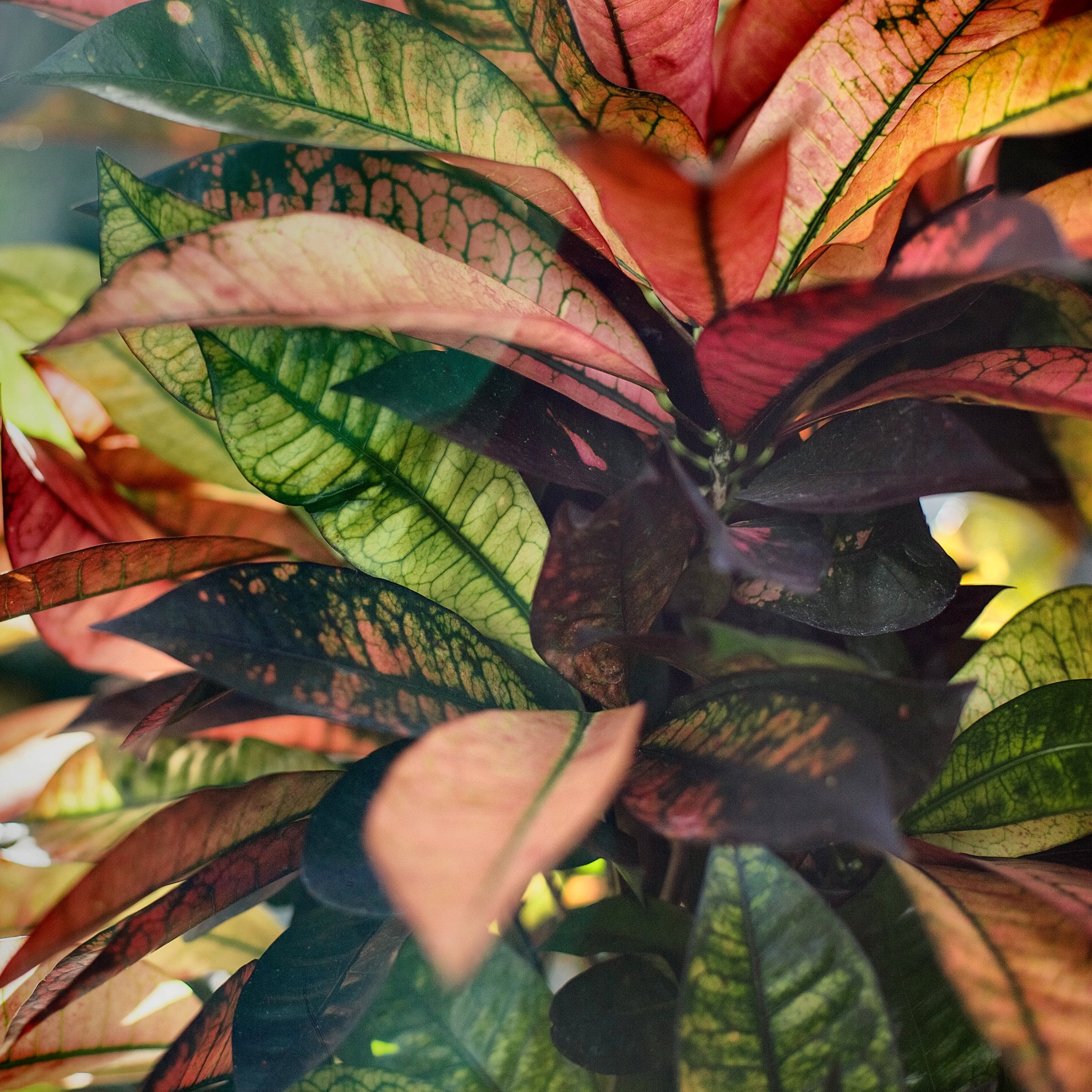 6 in. Croton Red Iceton Plant in Grower Container