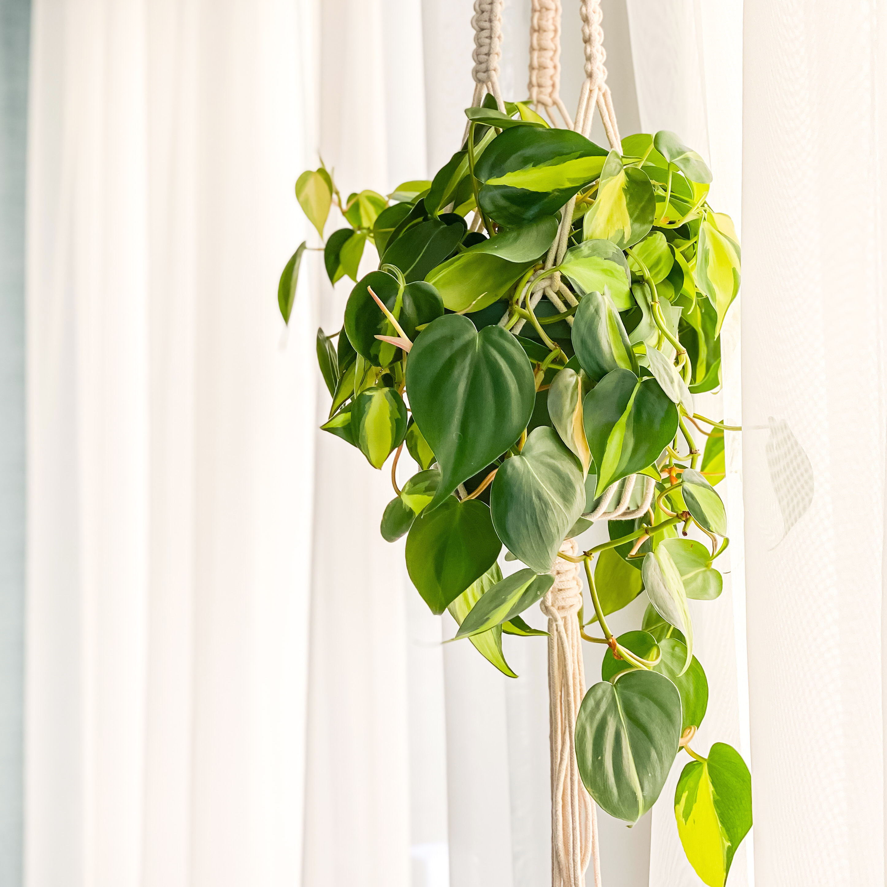 4 in. Philodendron Brasil Live Houseplant with Bright Indirect Sunlight - 3 Piece