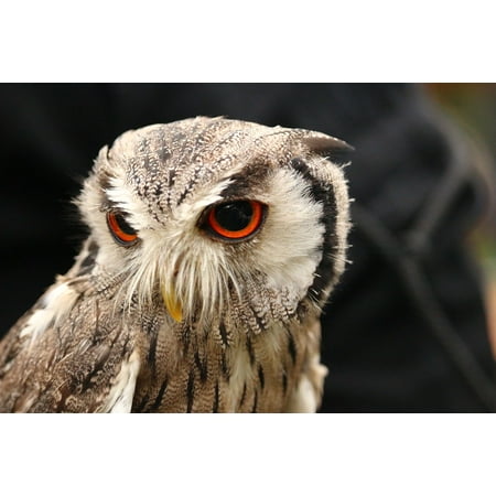 - Canvas Print Owl Raptor Wild Bird Bird of Prey Bird Screech Owl Stretched Canvas 10 x 14